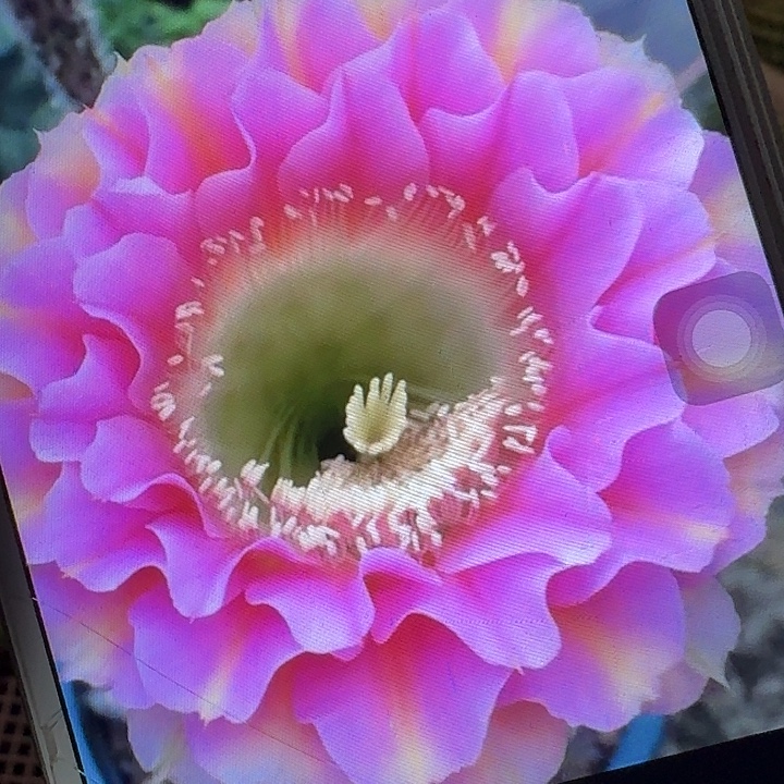 彼岸侧芽4公分左右彩草