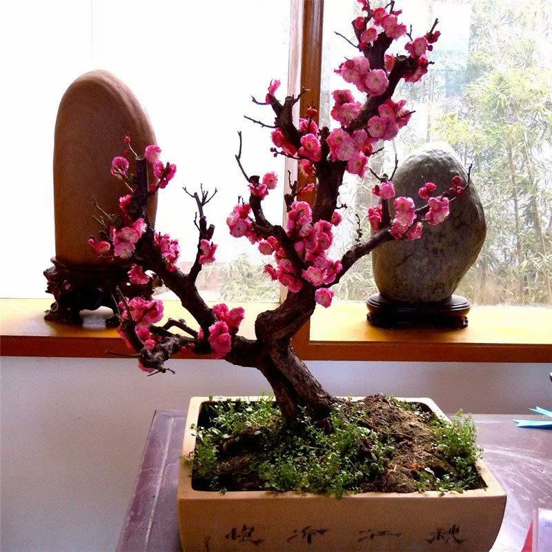 红梅海棠老桩阳台盆景庭院耐寒植物年宵花卉客厅海棠树室内十八