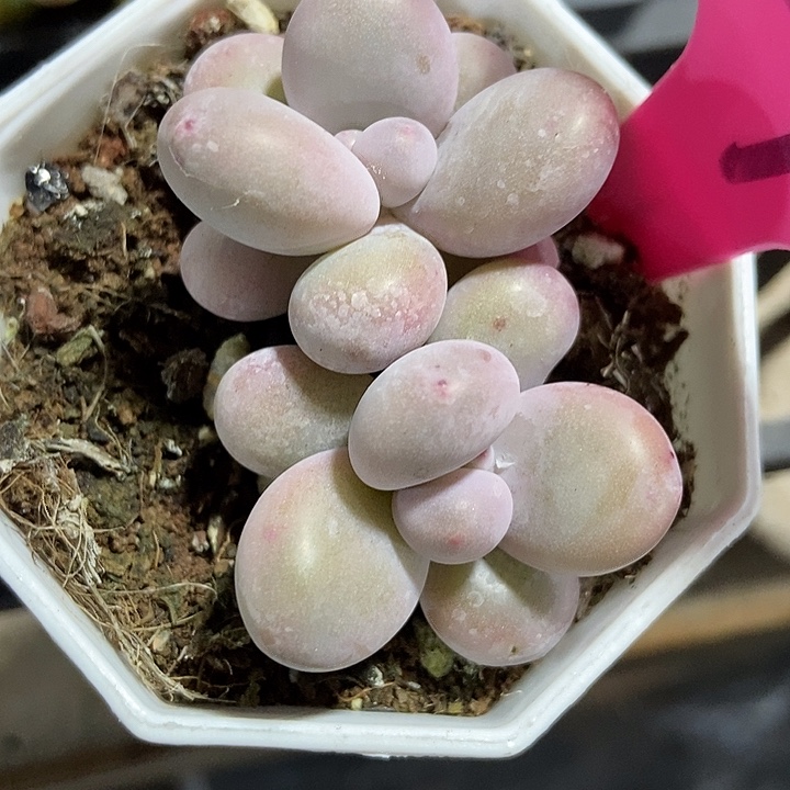 多肉植物蛋黄奶27