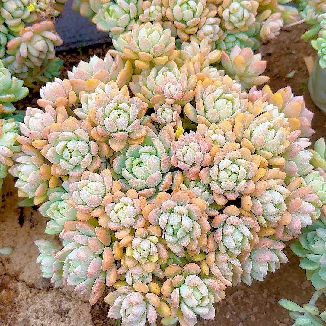 手捧桃酥脱土  灵峰多肉净化空气