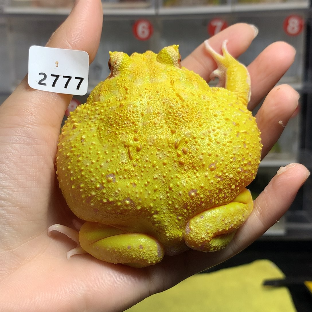 ▞***▛角蛙2777大蛋黄蛋黄