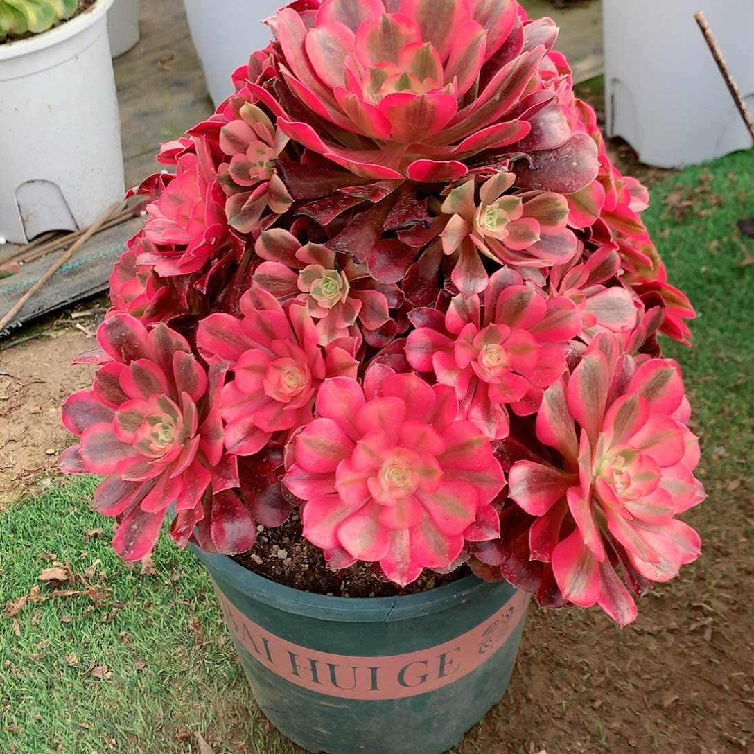 【闪购商品】徐*妹美杜莎，多肉