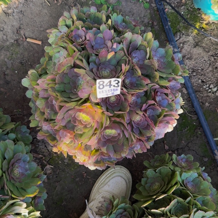 万圣节花27-41包邮花花