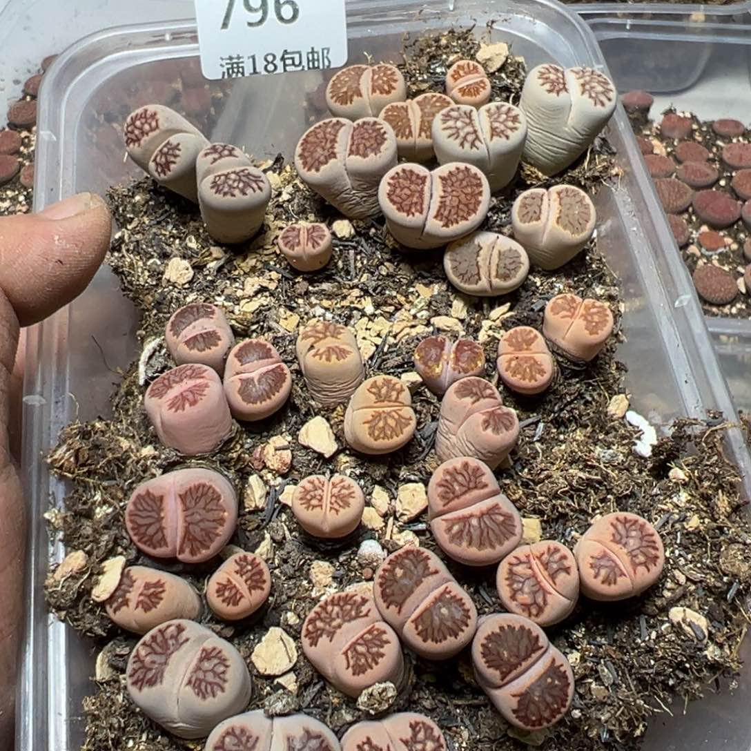 【闪购商品】 796。        