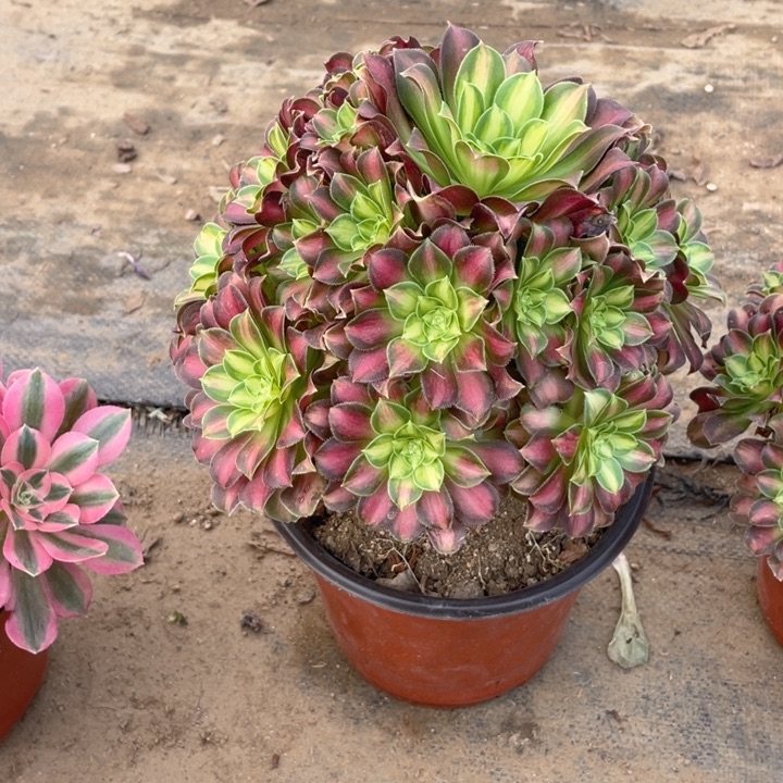 68韶华法师多肉断枝不售后