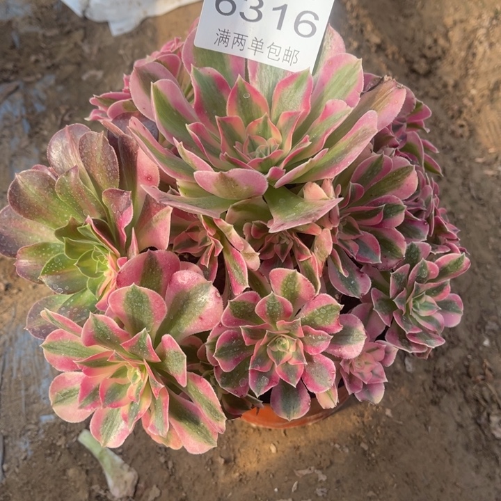 6316女巫的人多肉的人