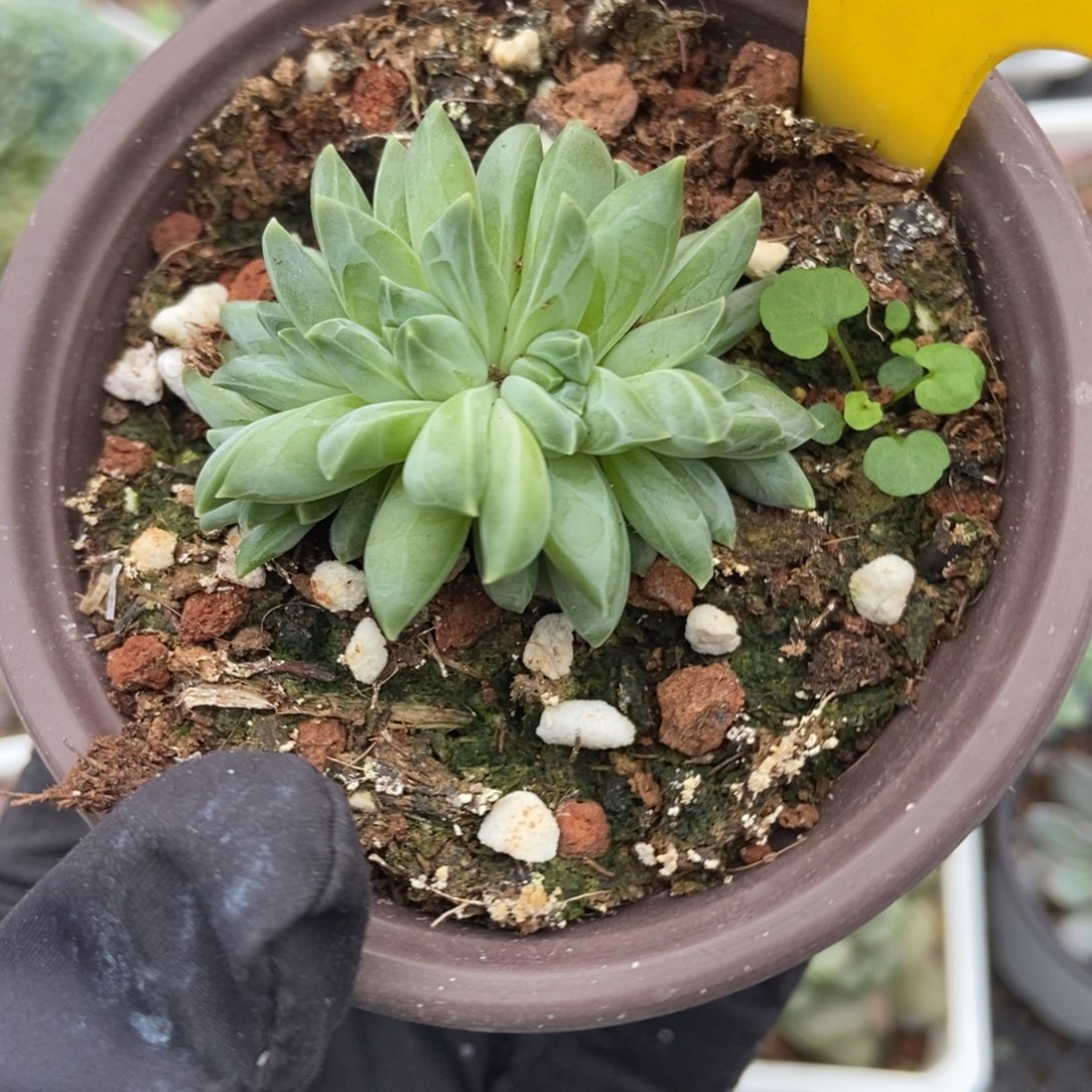 916牵手多肉植物保护