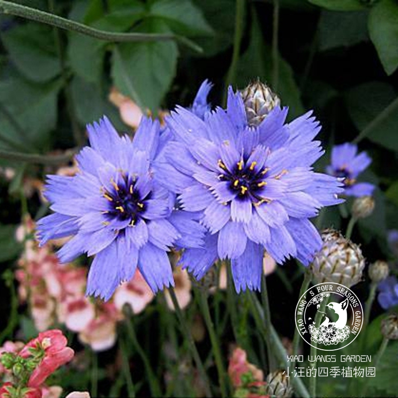 蓝箭菊 玻璃菊爱神菊 线性耐寒 阳台花坛花镜盆栽花苗 切花植物