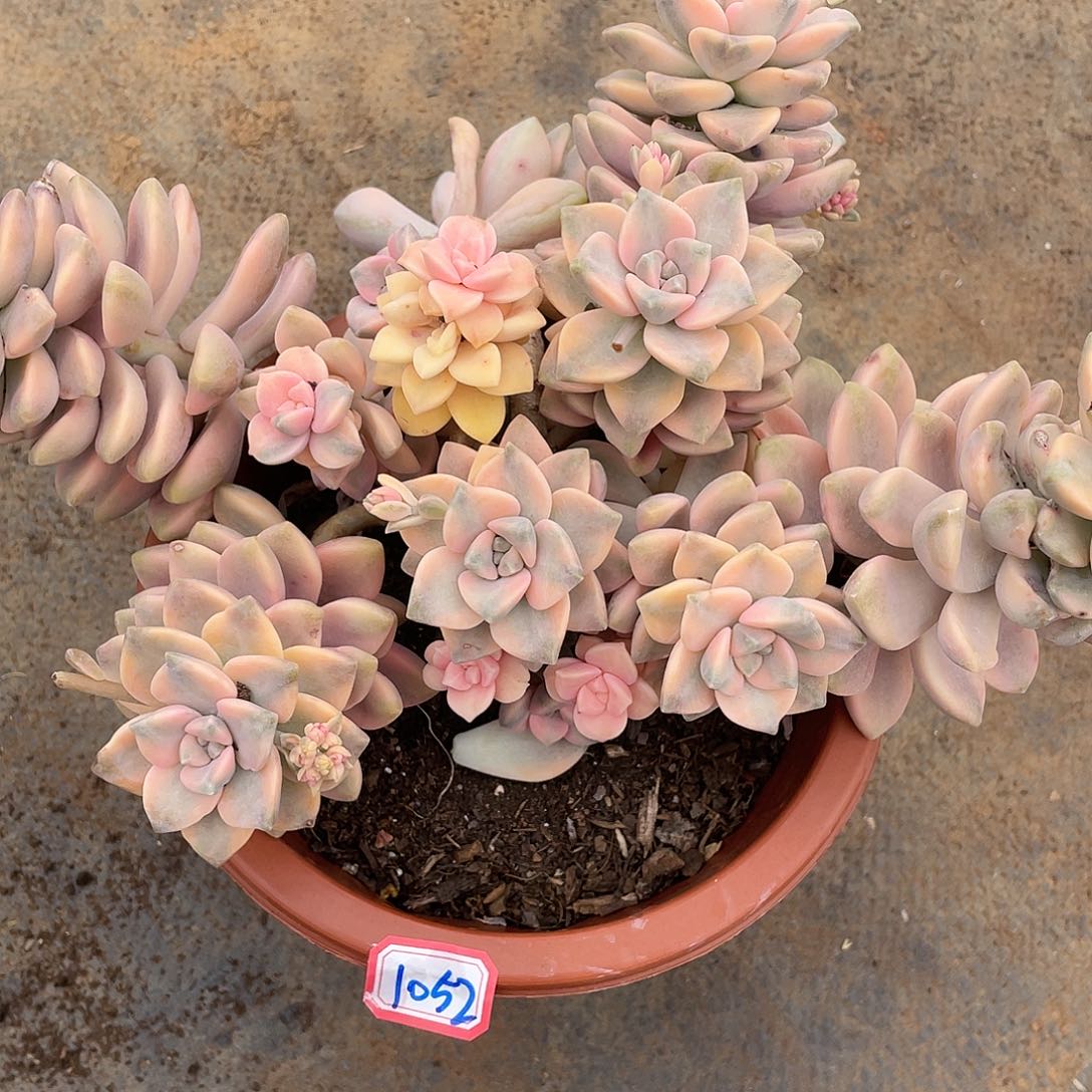 可*美杏锦1052晓晓一物一拍