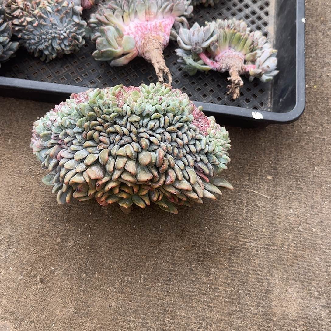 会***猪小猪姐专拍，一物一拍