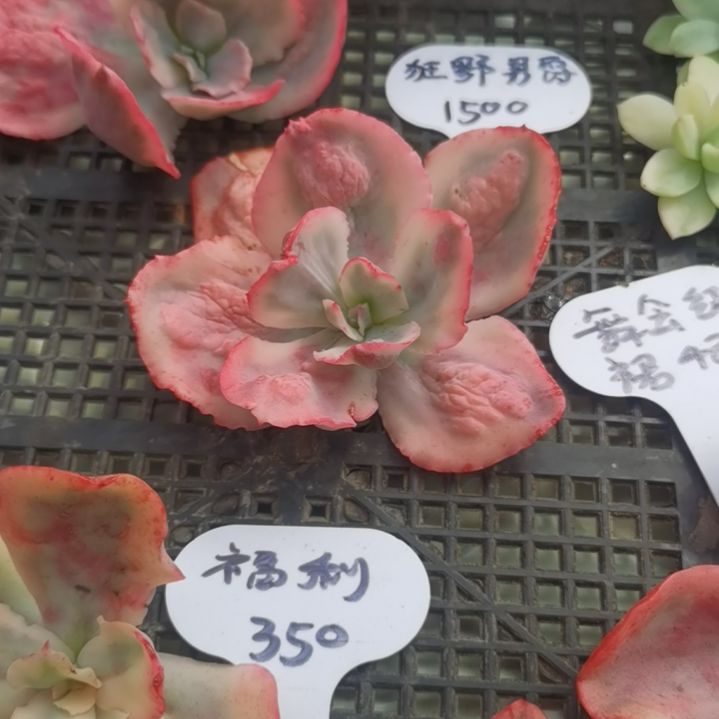 狂野男爵白覆轮锦