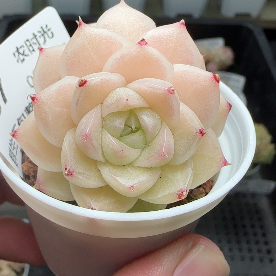 0205-187粉透麦秆