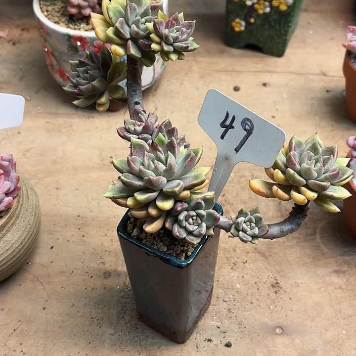 多肉植物，璀璨49号