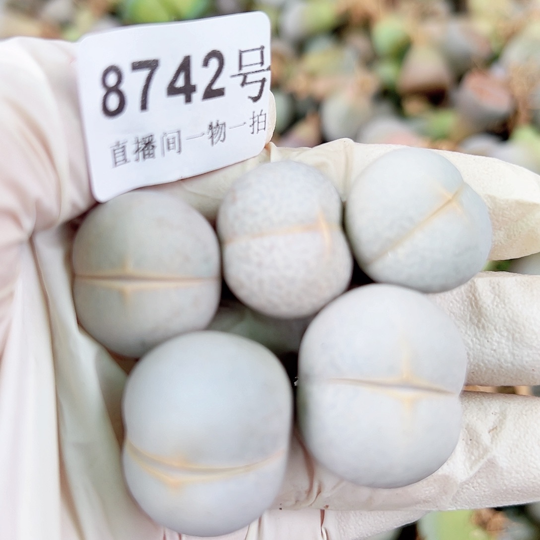 8742四年高尔夫5个2-2.5cm有点干特价出