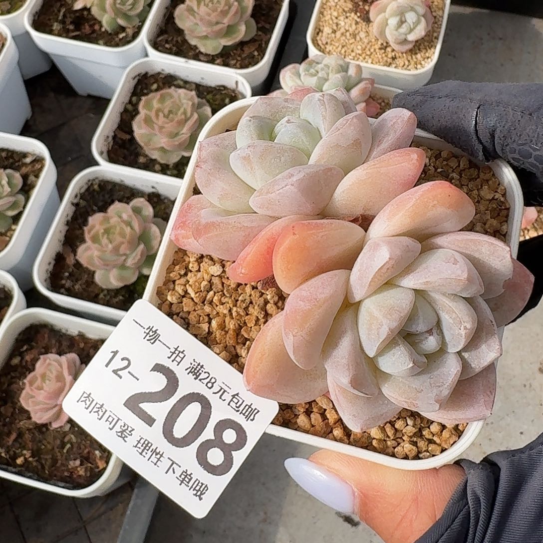 棒***）冰玉无盆无发货无