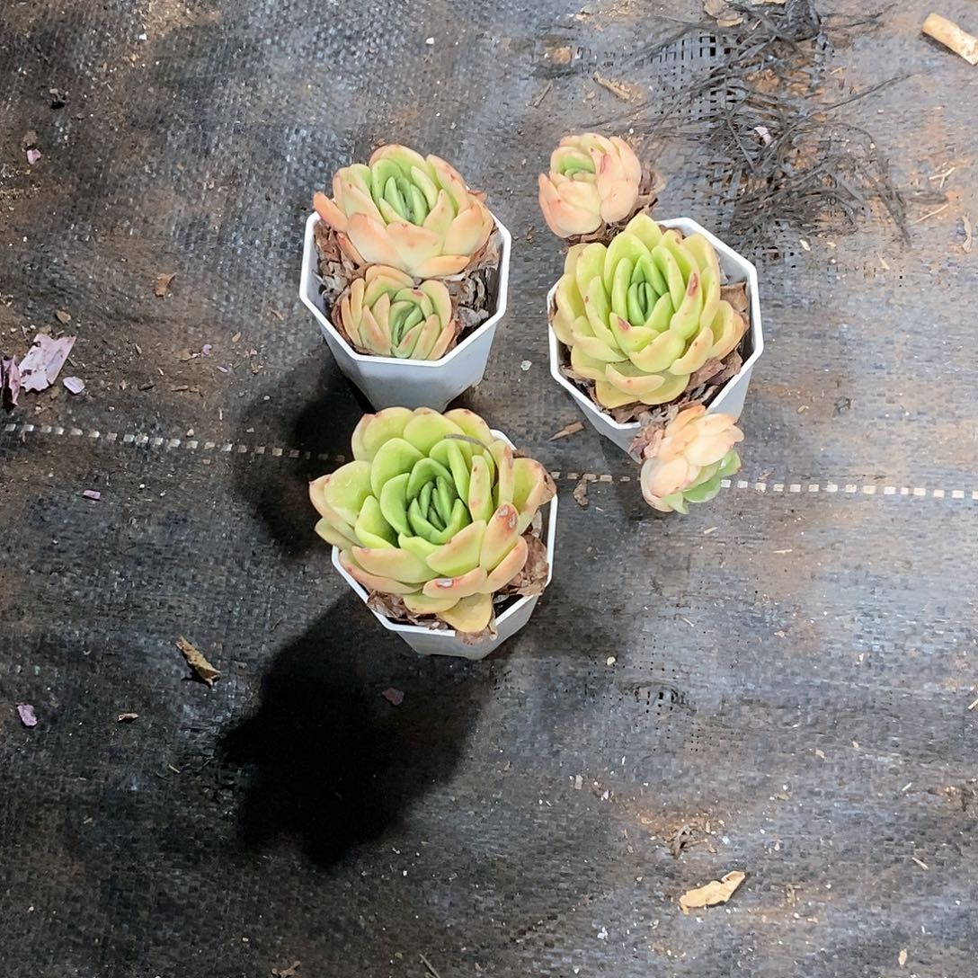冰玫瑰1颗多肉植物