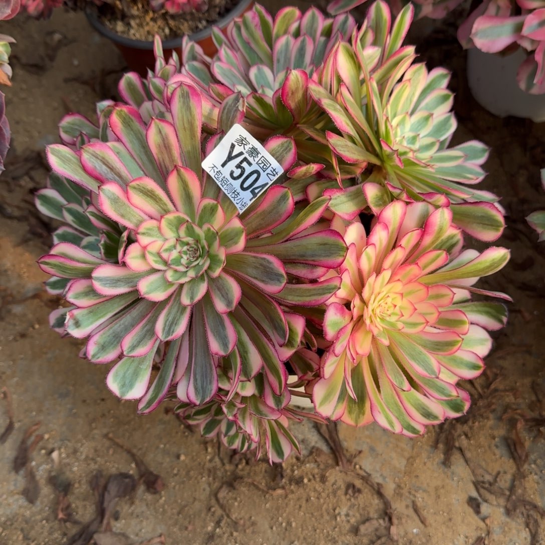 504白月光官服22左右2