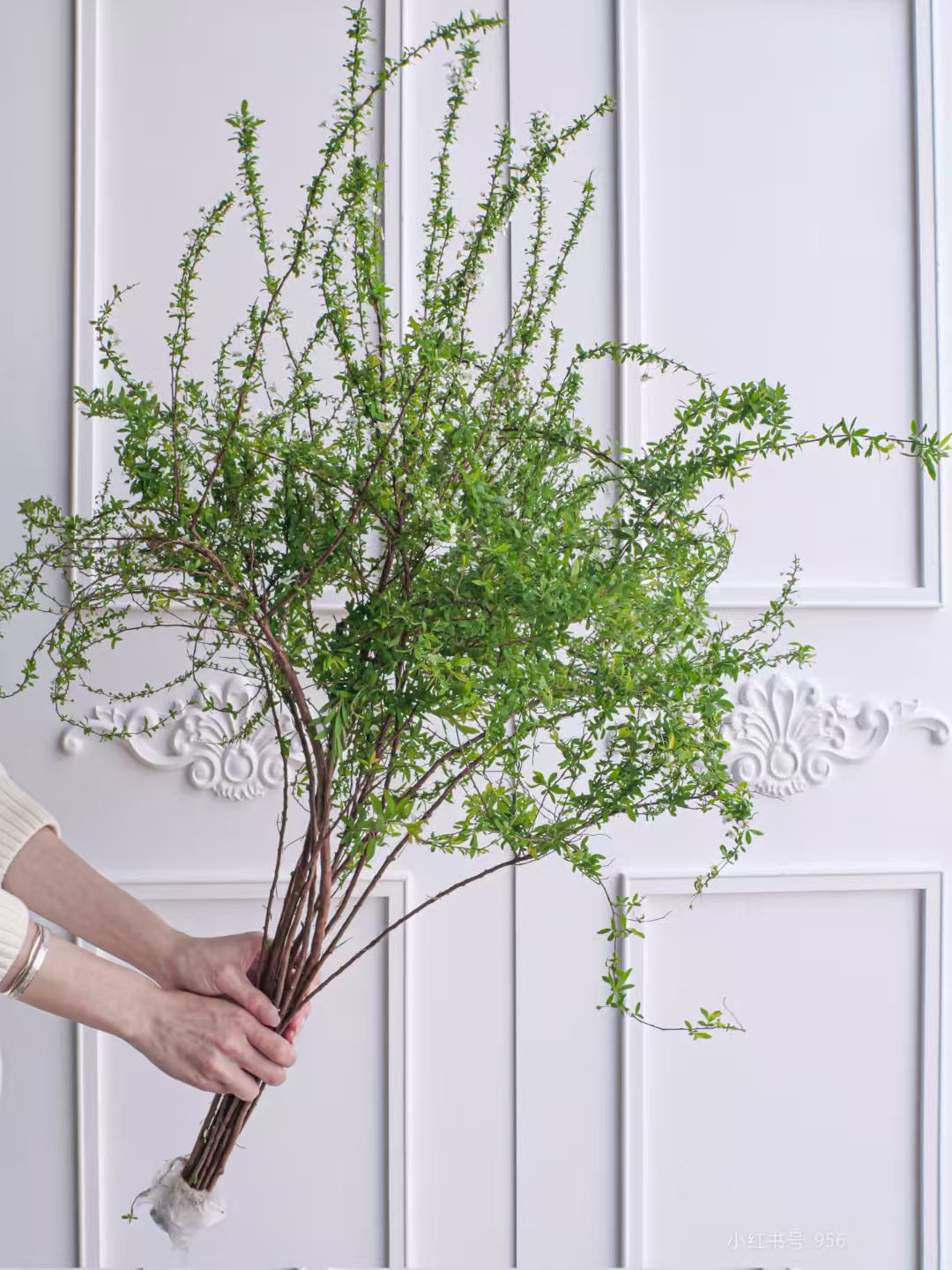 【高70cm-80cm】雪柳鲜切支花卉带花苞绿植