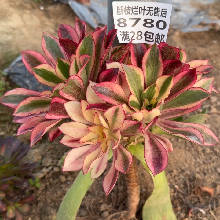 8780三号棚嫁接魅影D