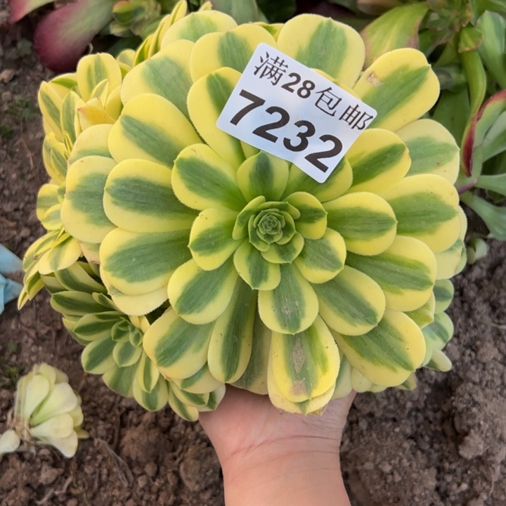 7232金丝不包损多肉植物