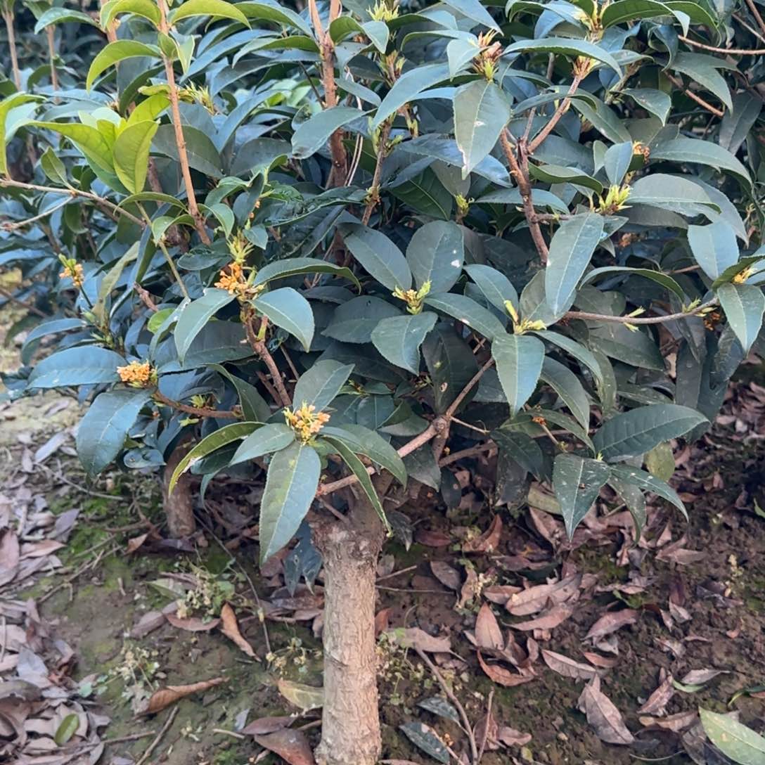 平***生无花朵桂花。四季桂系列