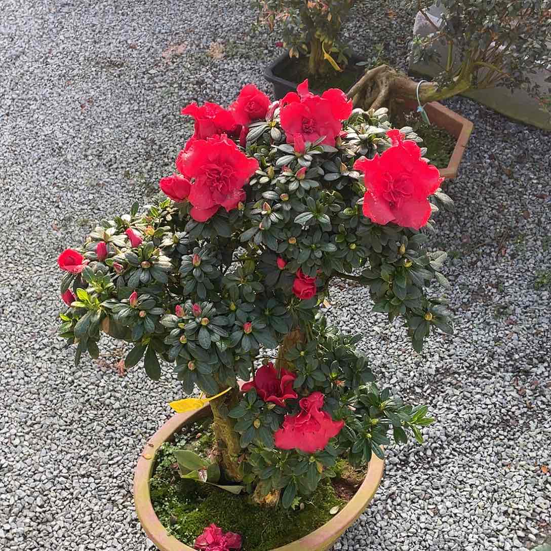 当前无花朵，栽培后可花朵东*