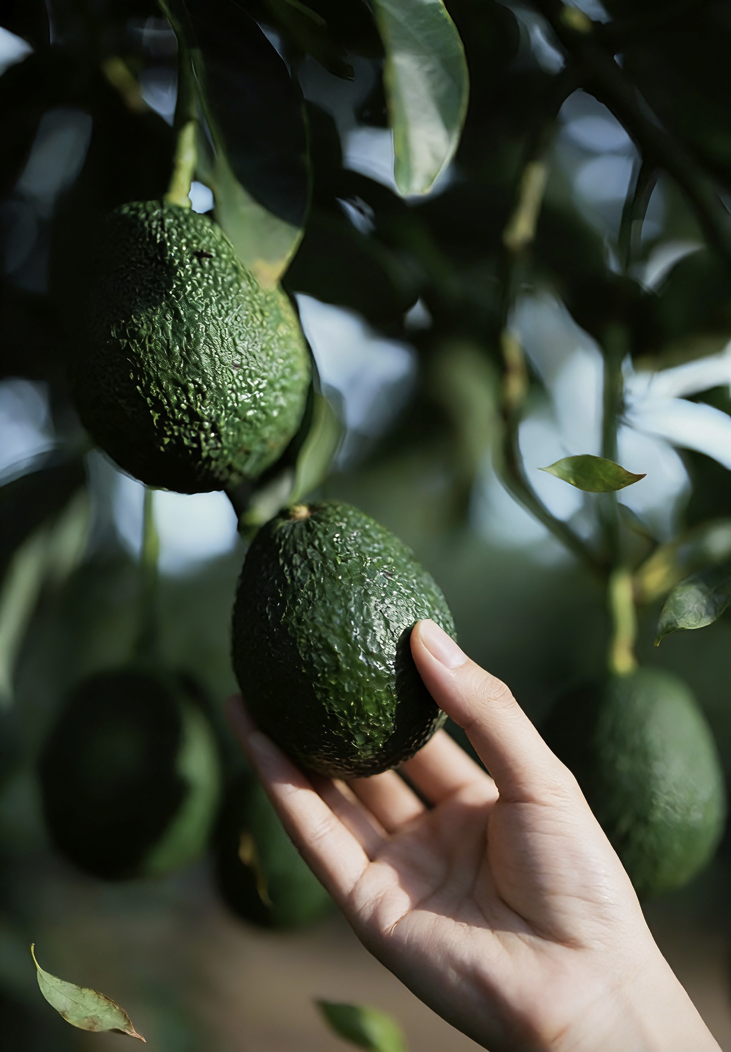 【尝鲜装】云南孟连牛油果“树上熟‘新鲜采摘口感绵密孕妇宝宝辅食