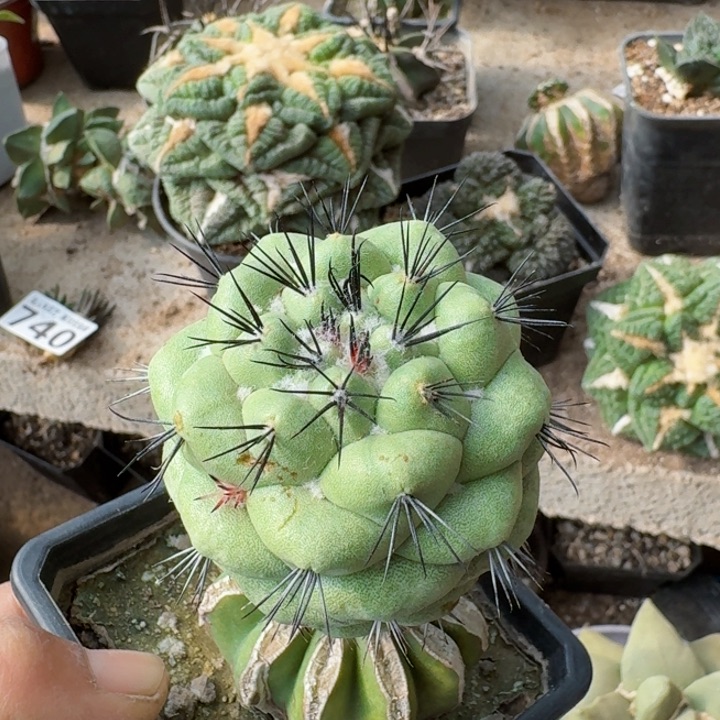 718苗接大型帝王丸