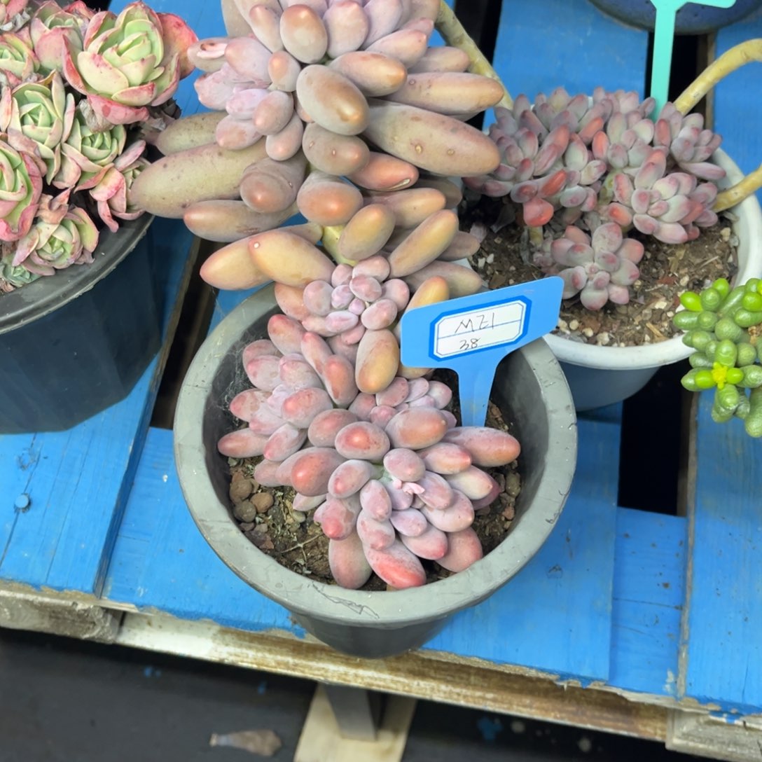 M**?小雨多肉美的汤圆