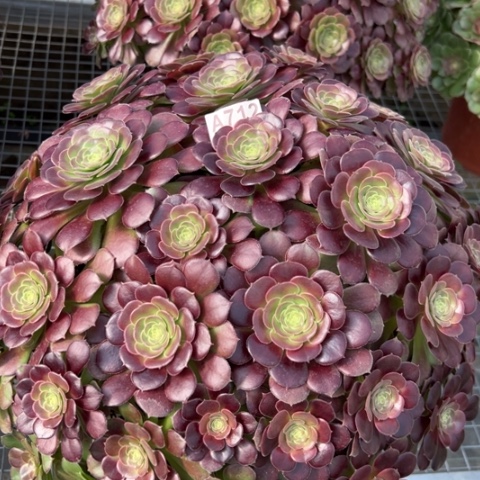 712荷兰玫瑰朵朵40厘米左右