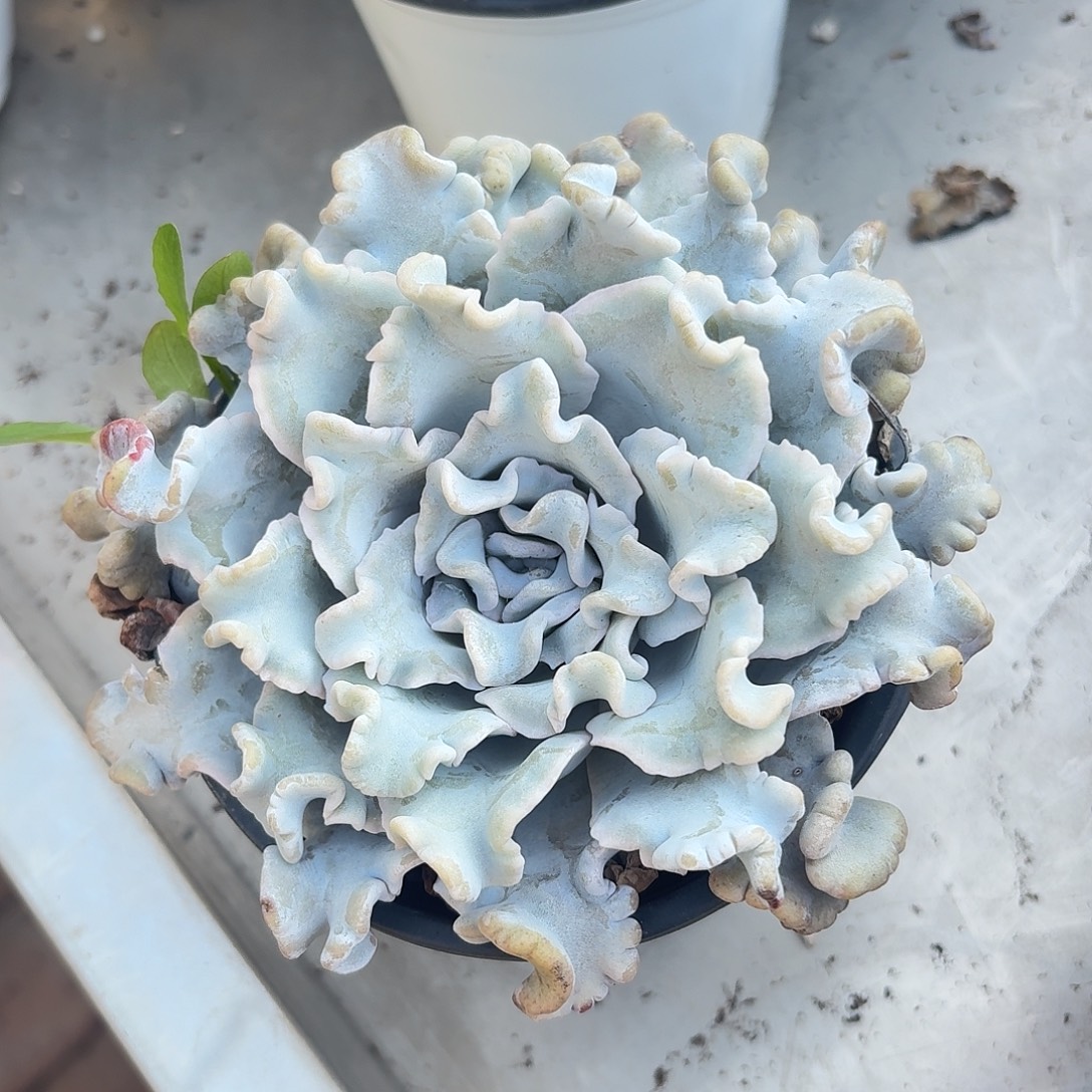 白饺子皮多肉植物19.8 