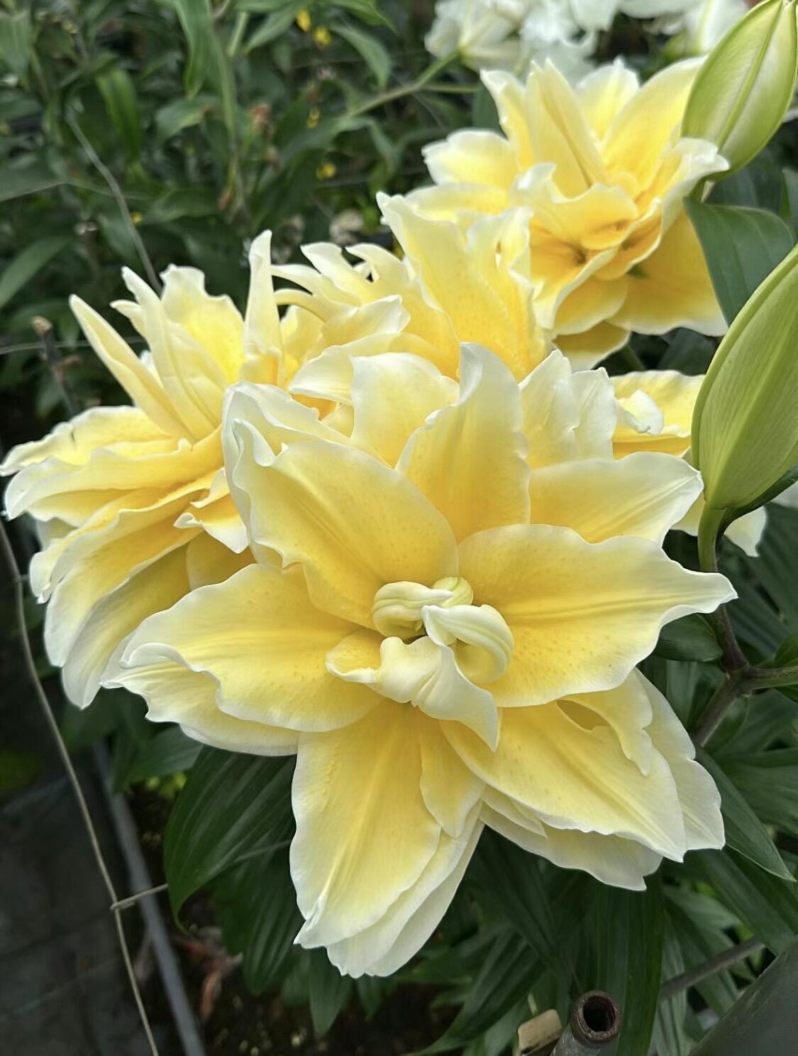 四季可种1颗《路德维娜》15/17重瓣香水百合花球