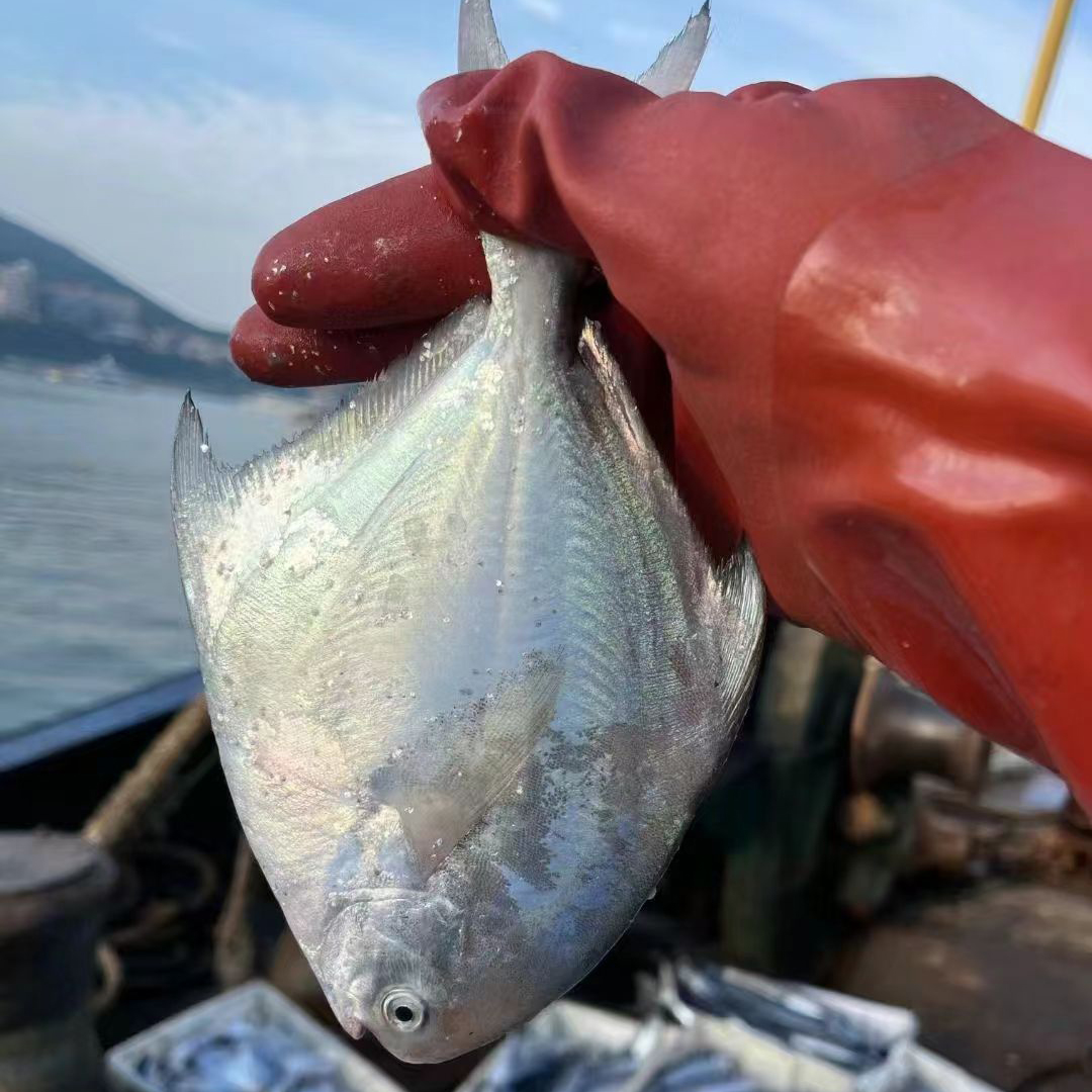 野生白鲳鱼  流网海捕小白仓 银鲳鱼 鲜活速冻 真空包装 顺丰包邮