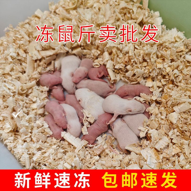 新鲜冷冻乳鼠小白鼠角蛙玉米蛇无毒爬宠守宫乌龟猫饲料批发斤