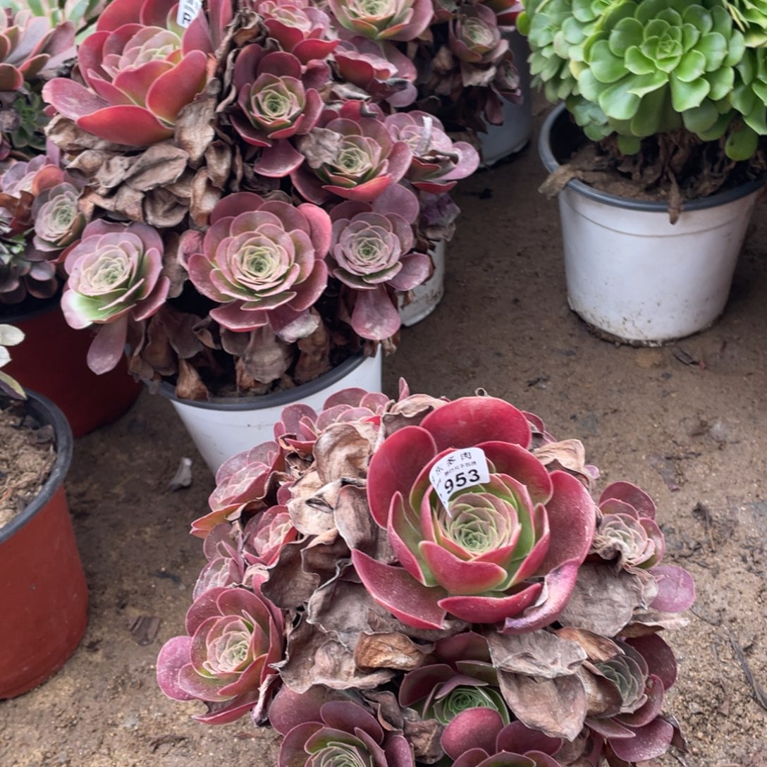 953魅金玫瑰多肉法师断枝不包