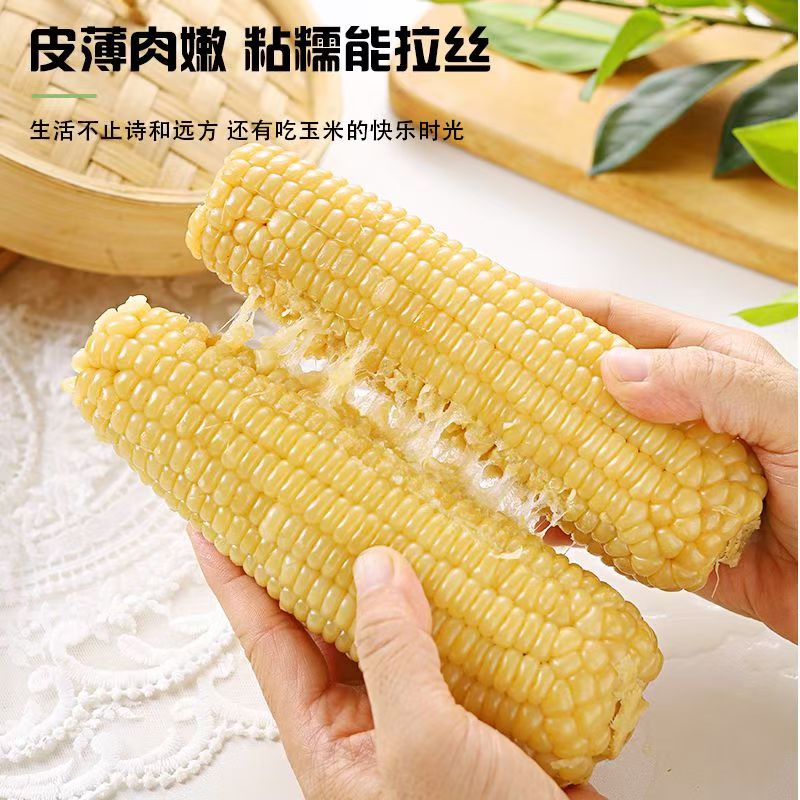 ~【试吃2根】 东北白糯玉米 整箱10根 软糯香甜 休闲代餐 整箱6斤