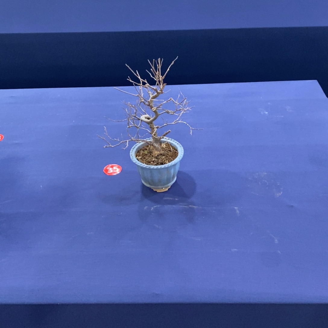 红陶不**字红红火火过大年野