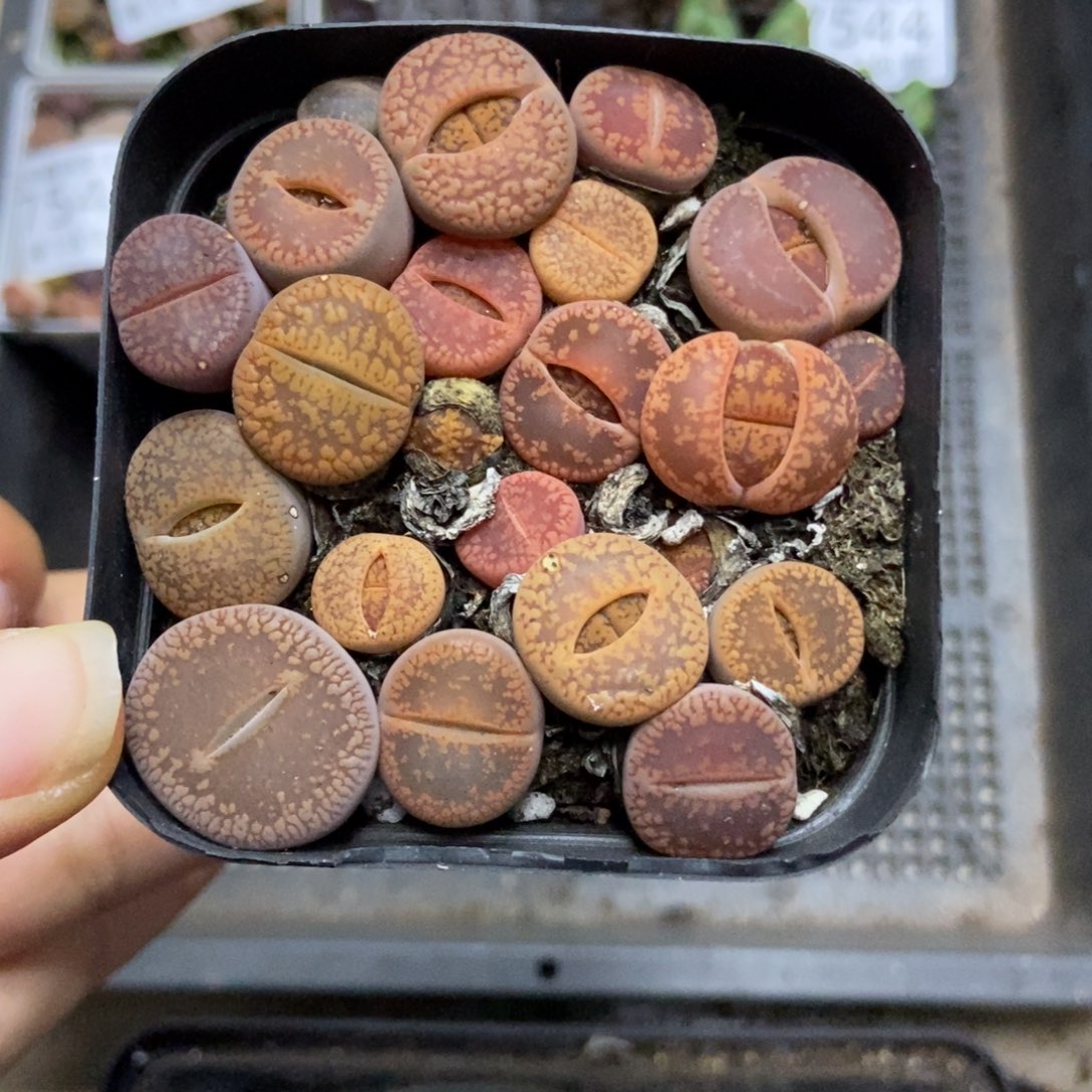 7545一盒七方日轮