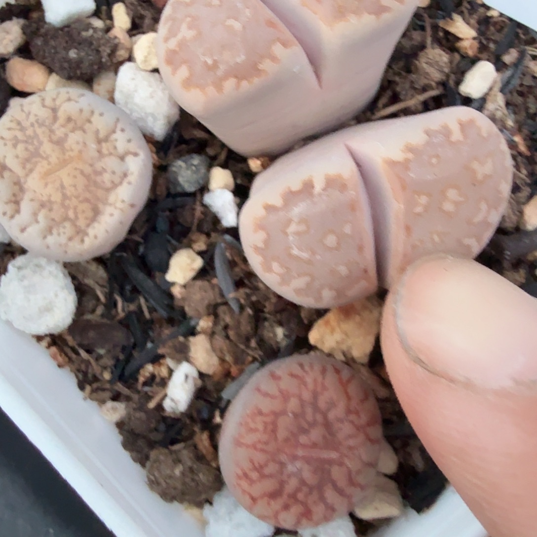 你说吧别在打电话啦不751是