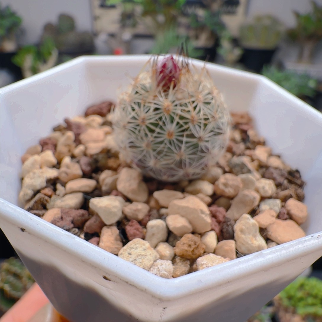 608实生仙境娇丽