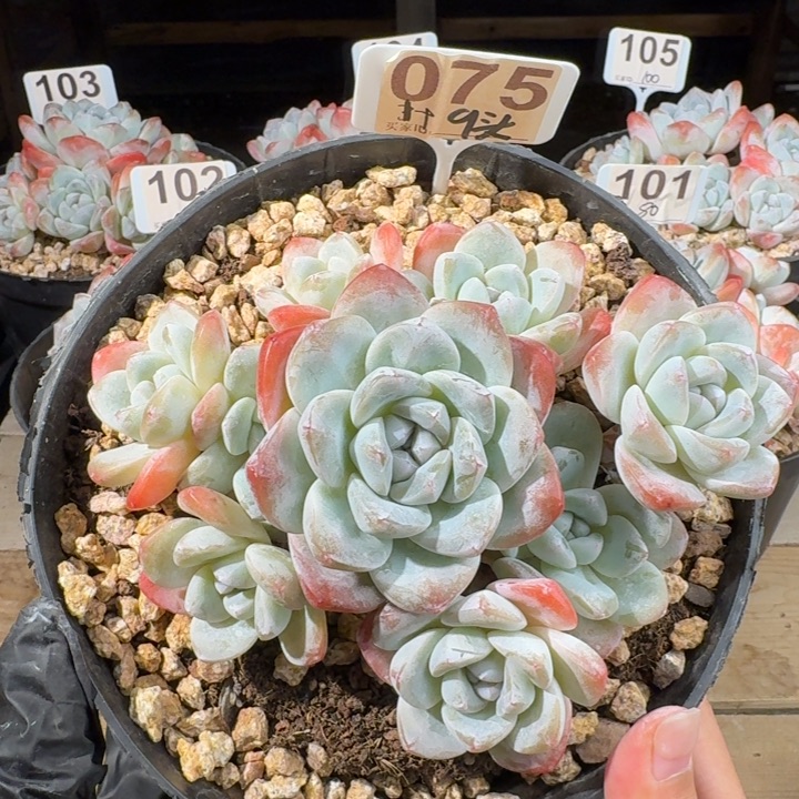 075号冰玉群生老桩10头