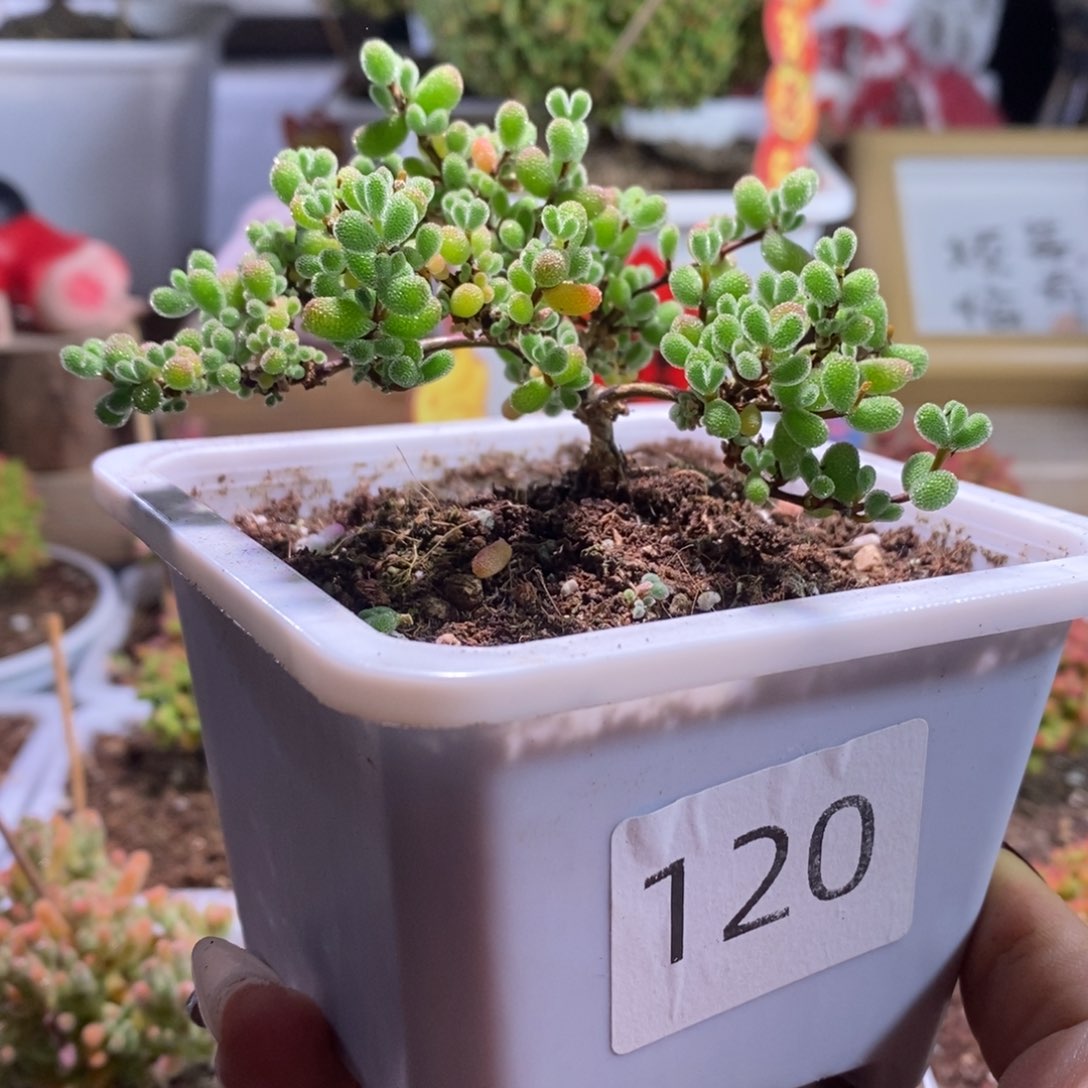 翡翠带盆土发货一物一拍