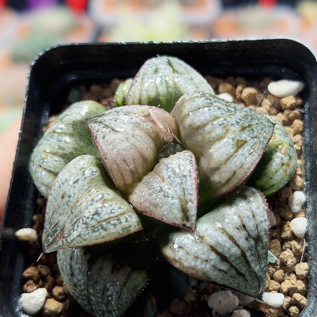 十二卷多肉银皇青蟹