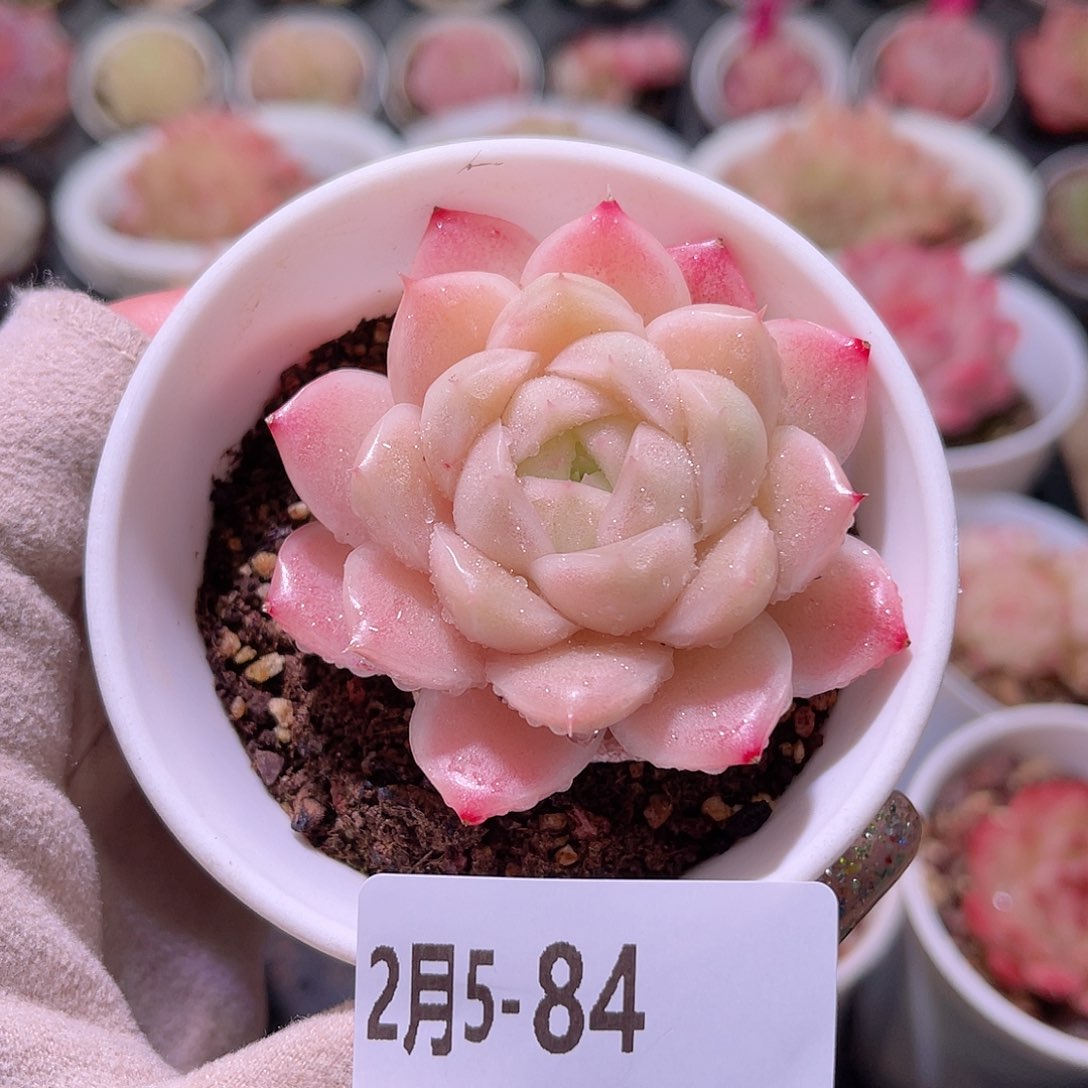 花利美5-84麦秆单头