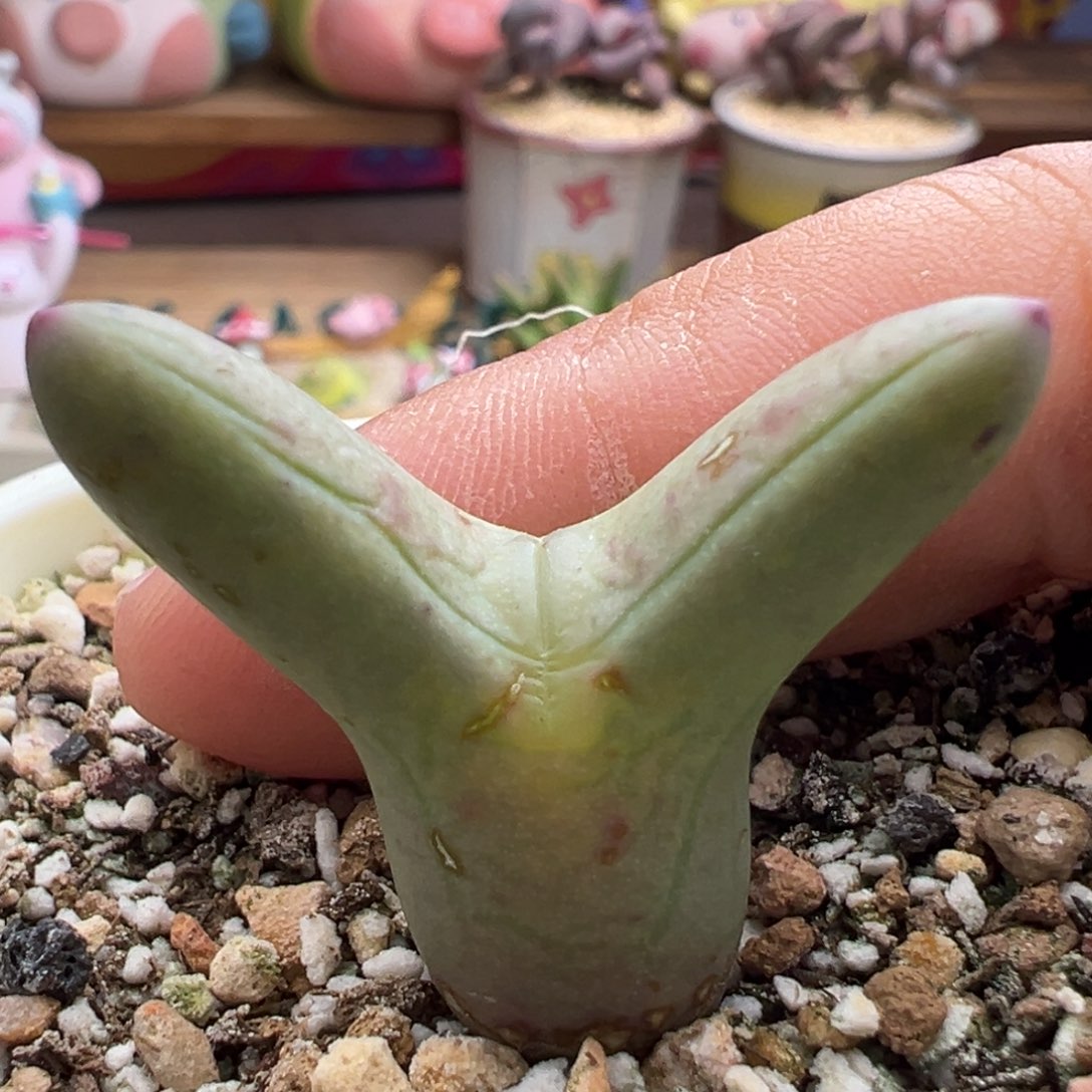 716。优选大劈叉。0136尖耳皮卡丘