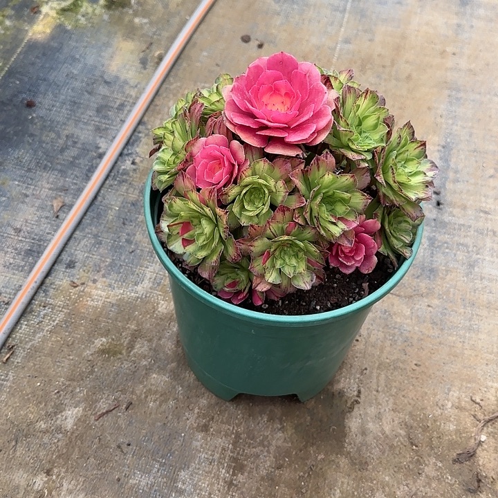 法师多肉植物知否