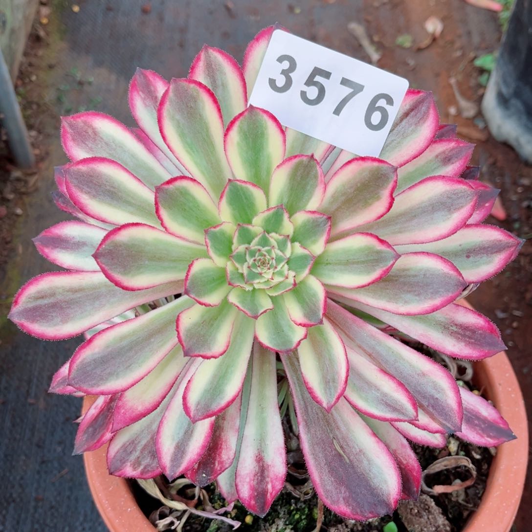 仙墨多肉28包邮发货