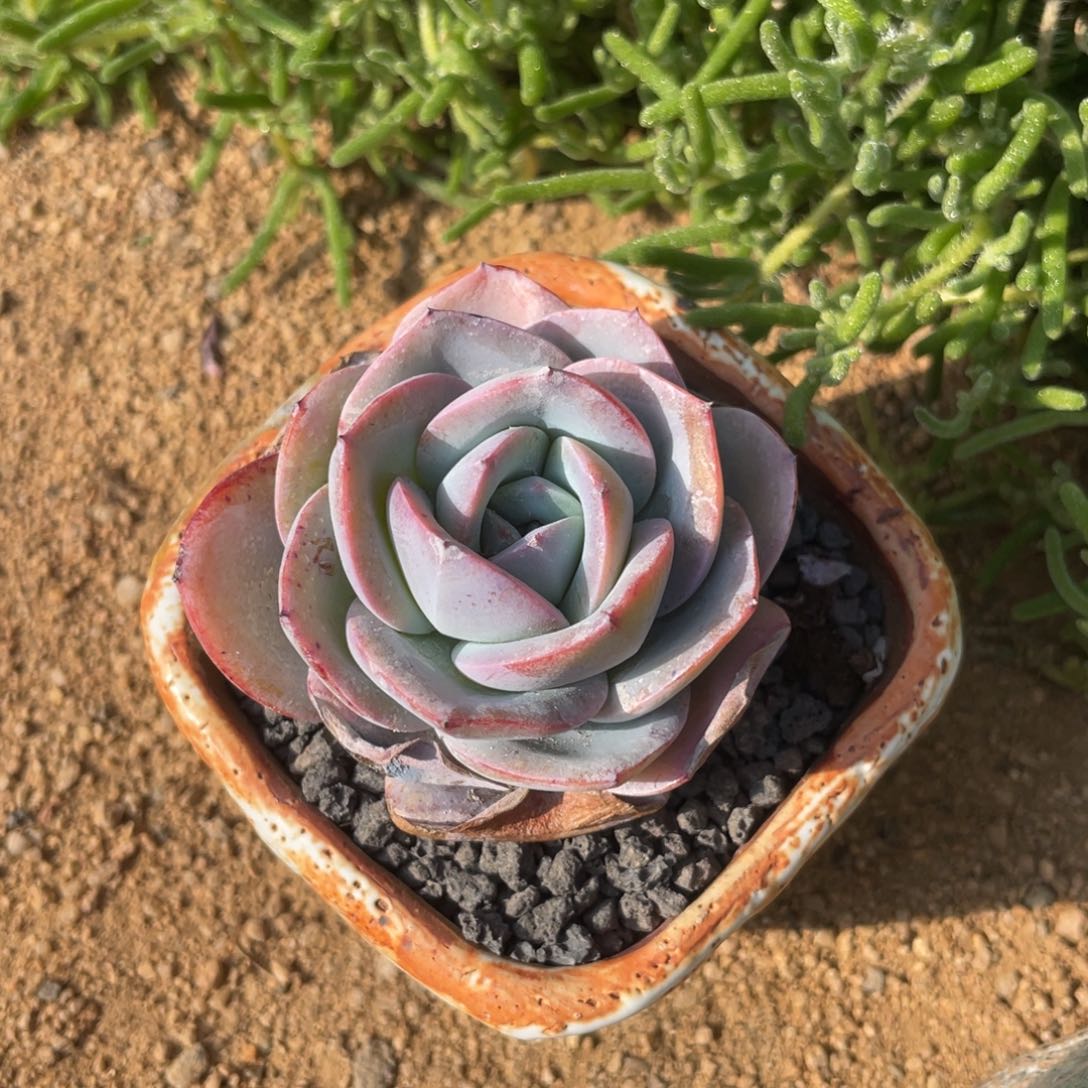 多肉多肉植物植物