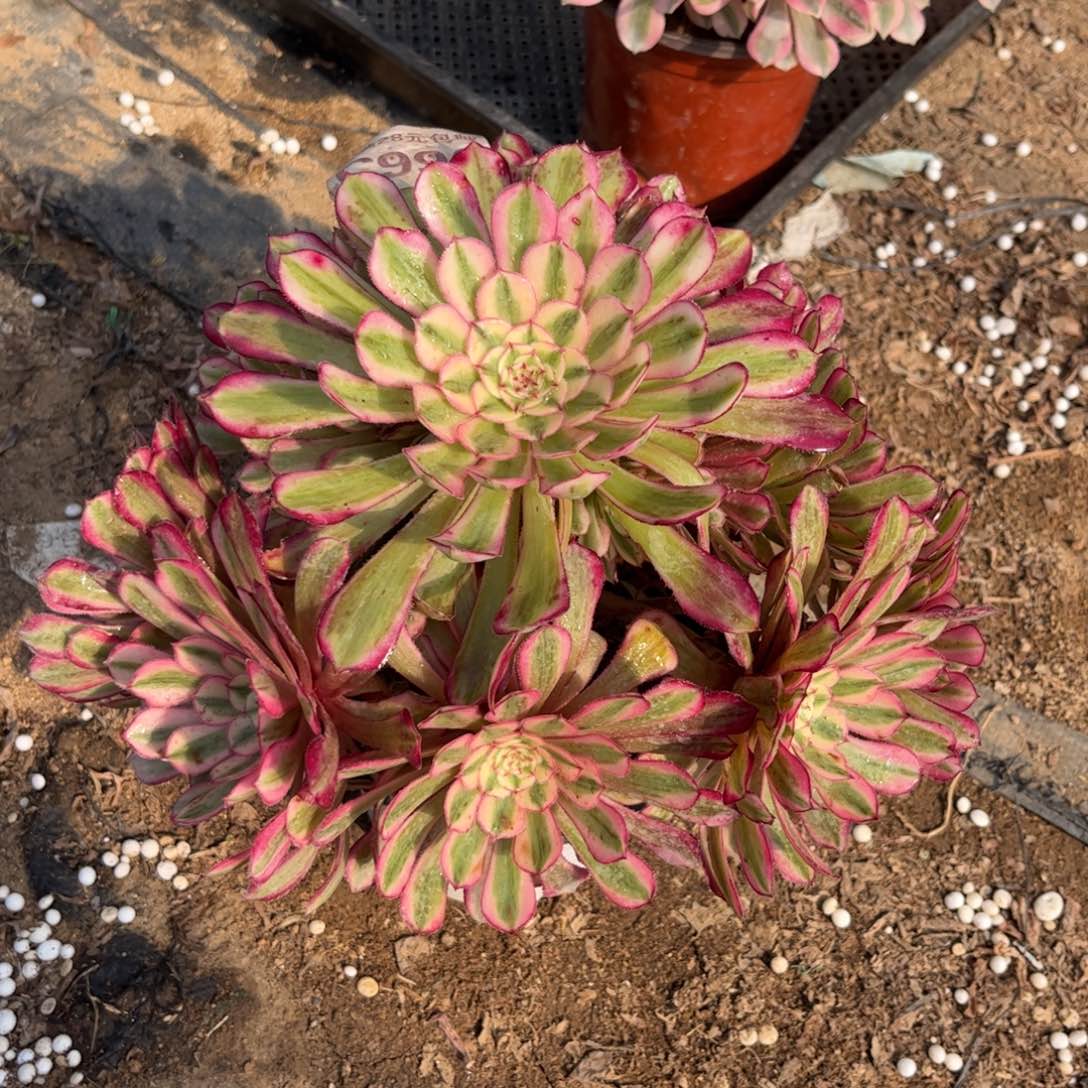 996多肉植物白月光