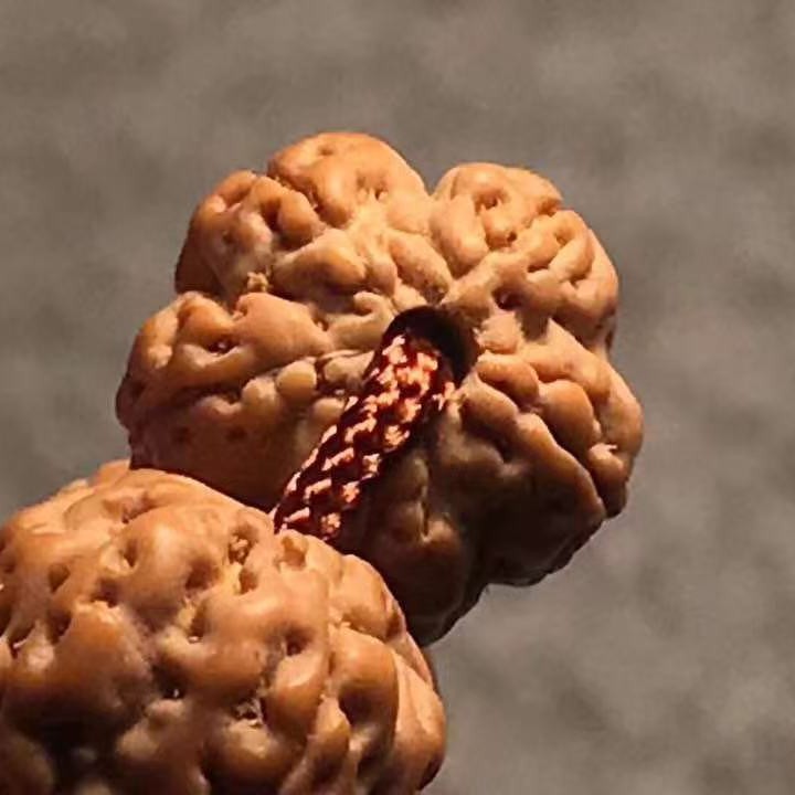 货头老树梅花小金刚菩提108